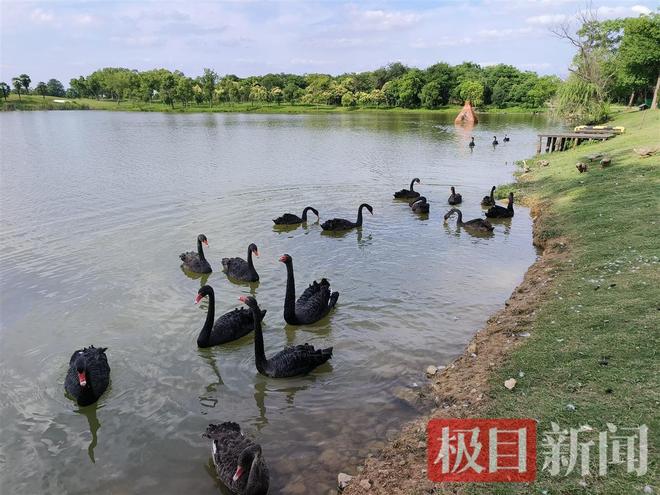公天鹅情变有新欢母天鹅脱群郁郁寡欢专家：动物情感问题不好解决