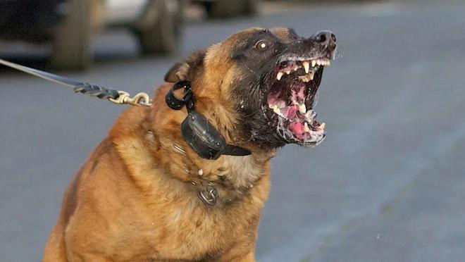烈犬咬死路人狗主人辩称“狗咬人与我无关”法院重判6年半
