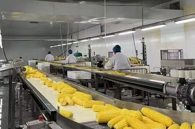 通化市：鲜食玉米播种忙 万亩良田种出“金棒棒”
